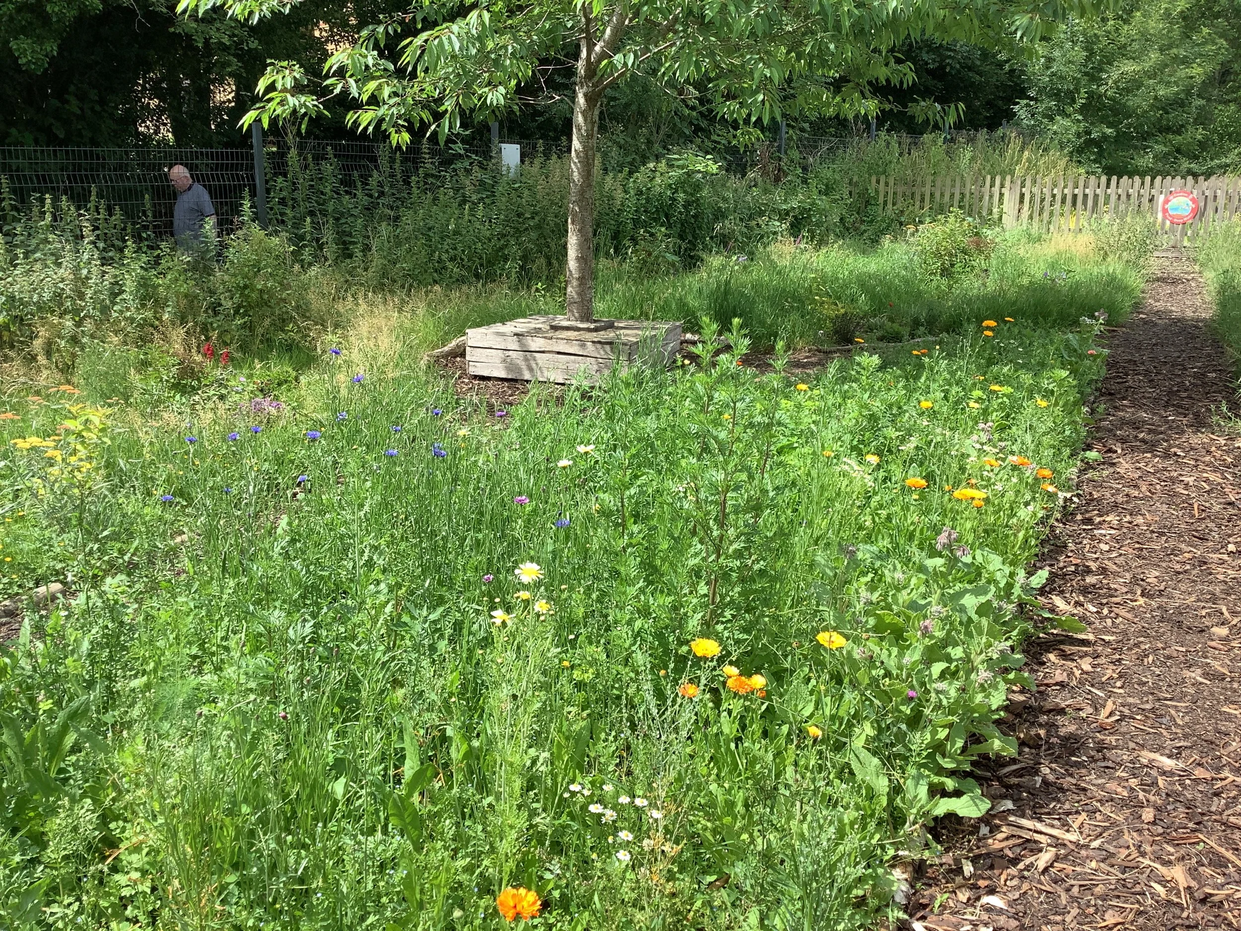 Mini Wild FLower Meadow.JPG