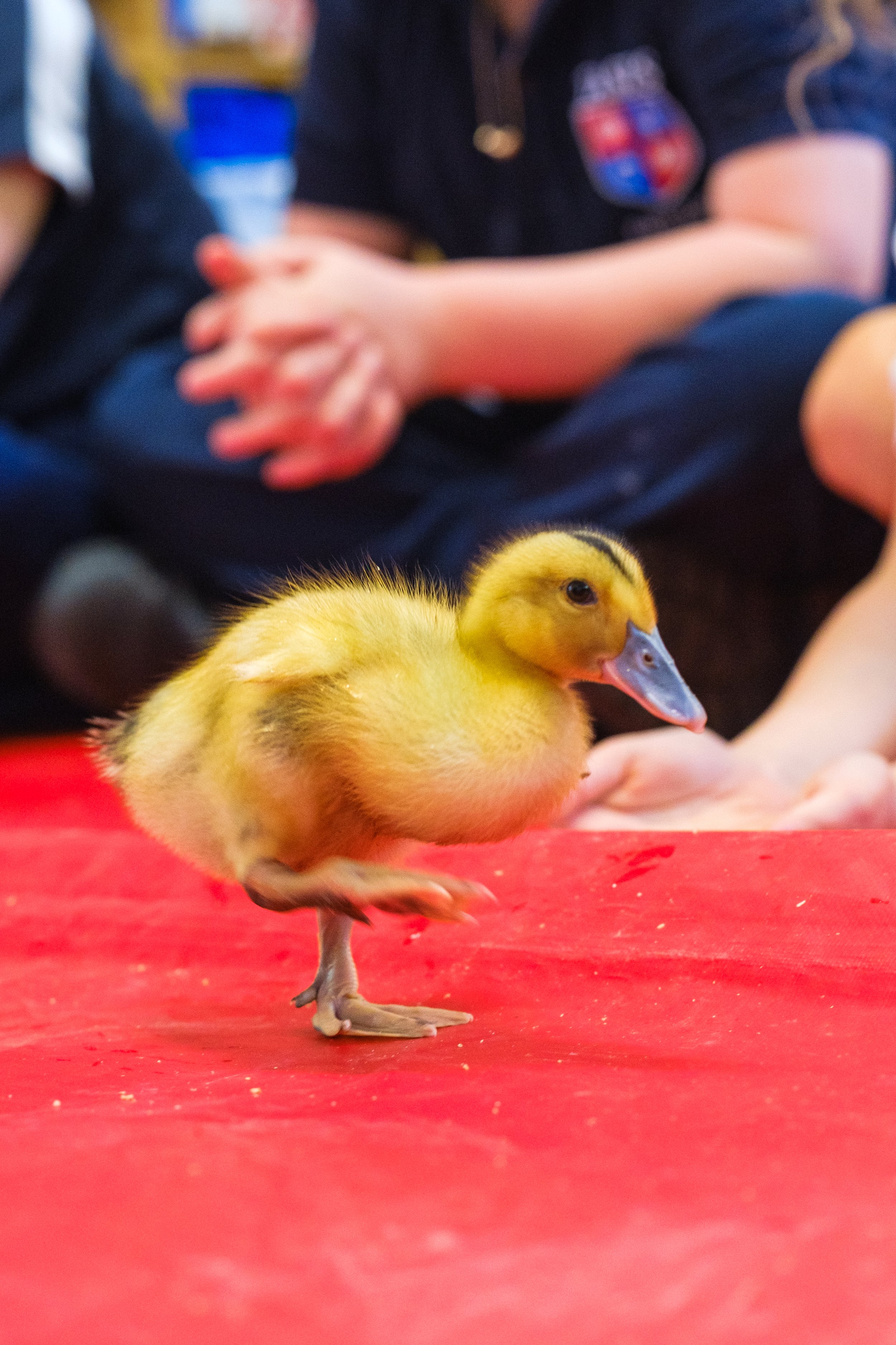 Roots and Shoots Ducklings-32.jpg