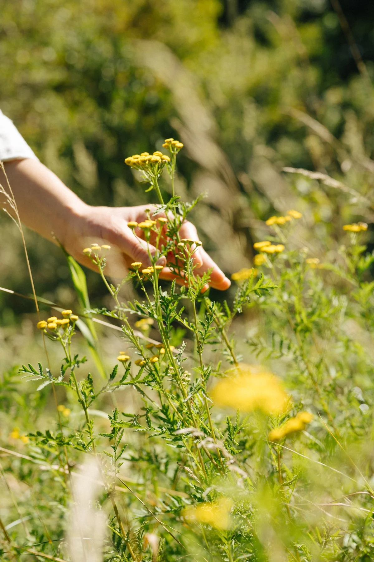 Eine Hand greift nach einer gelben Blume in einem gelbgrünen Feld bei sonnigem Wetter.