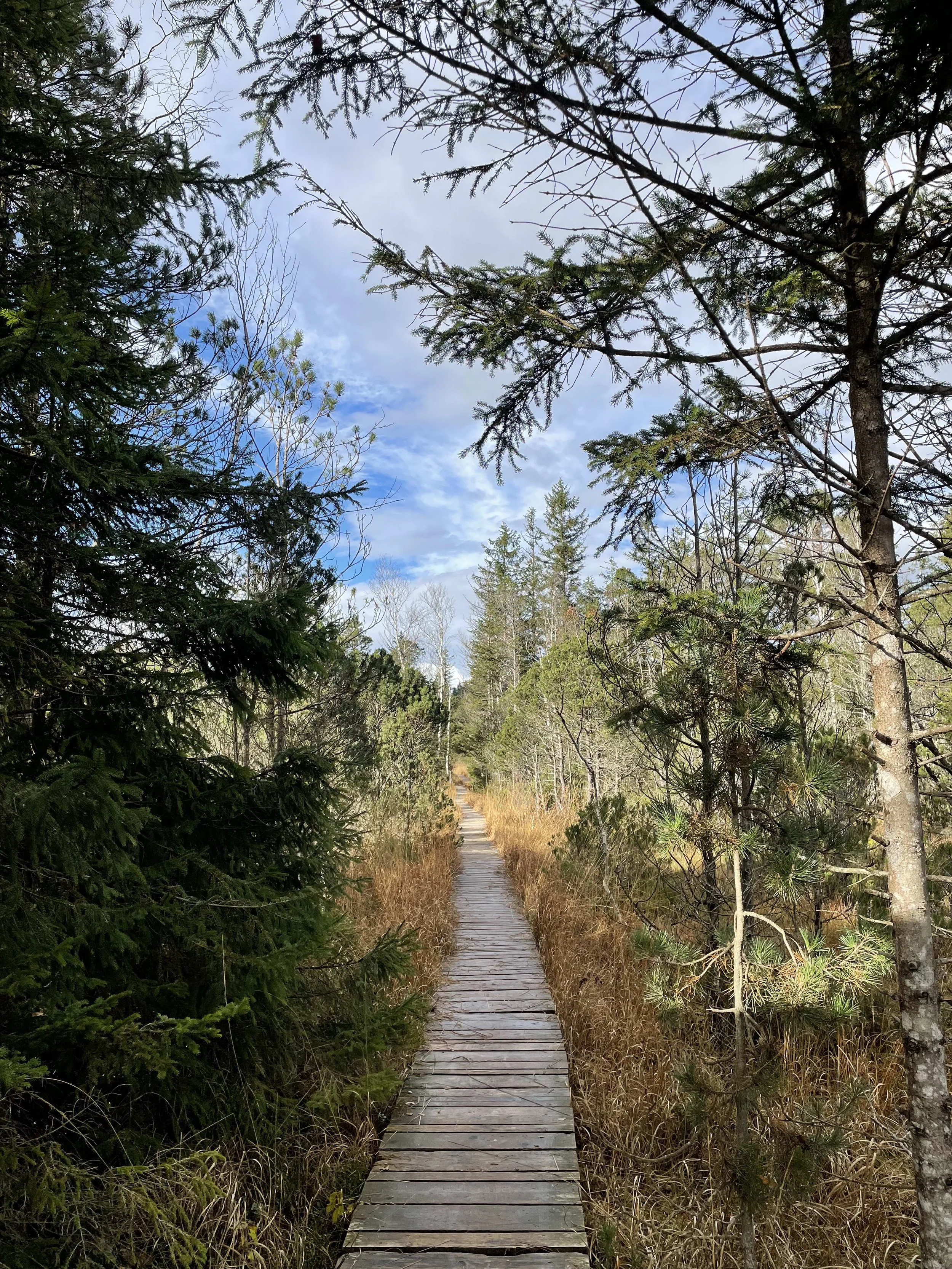 Ein schmaler Holzweg führt durch einen bewaldeten, grasbewachsenen Gebiet mit Nadelbäumen unter einem bewölkten Himmel.