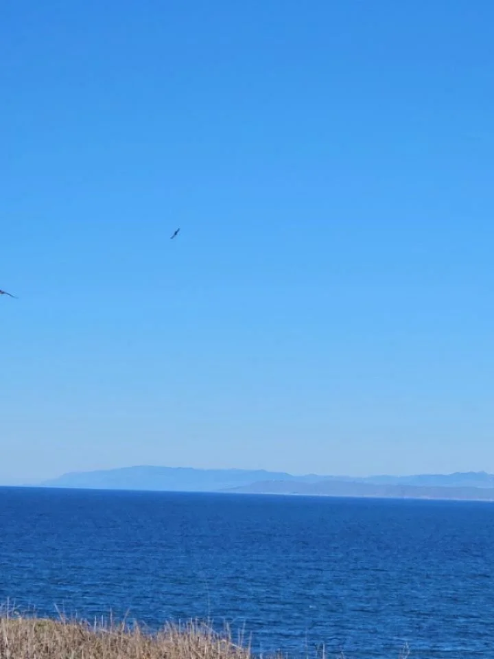 Happy king tide! Birb drama (red-tailed hawk being harassed), Turkey vulture on the bluffs, more birb drama (Turkey vulture harassing a gull that's trying to kill a rockfish), hermit crab drama, tide pools, Turkish towel (WTF kinda name is that for s