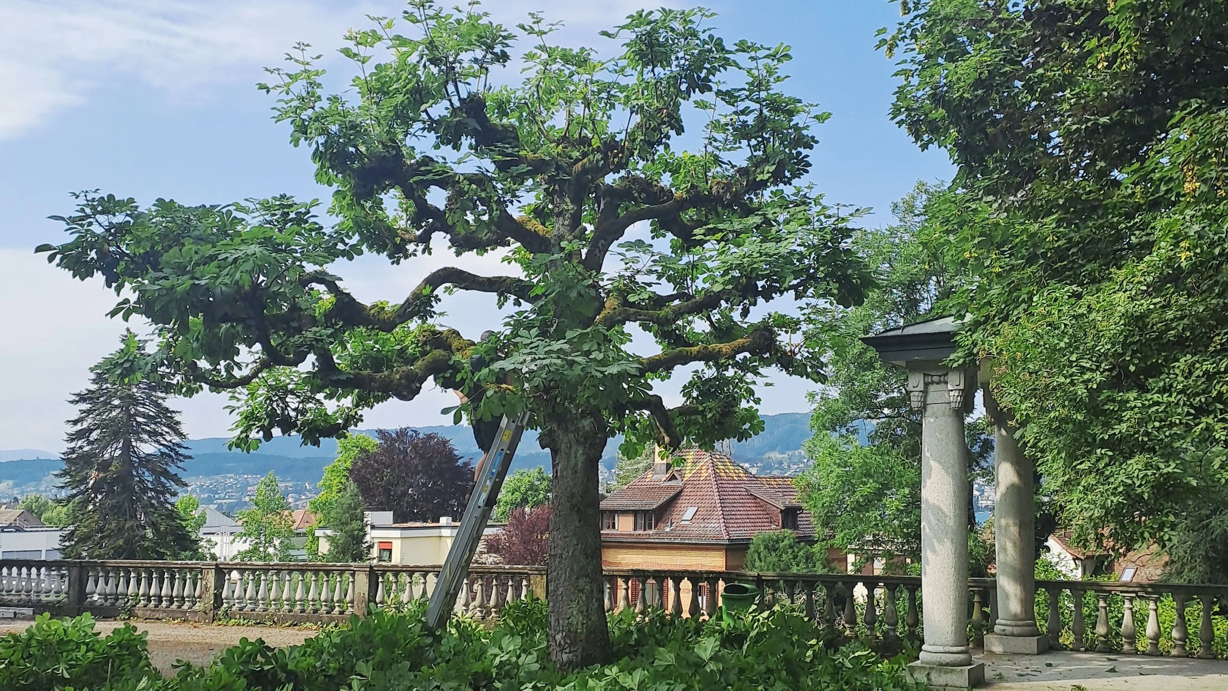 Baumpflege5.jpg