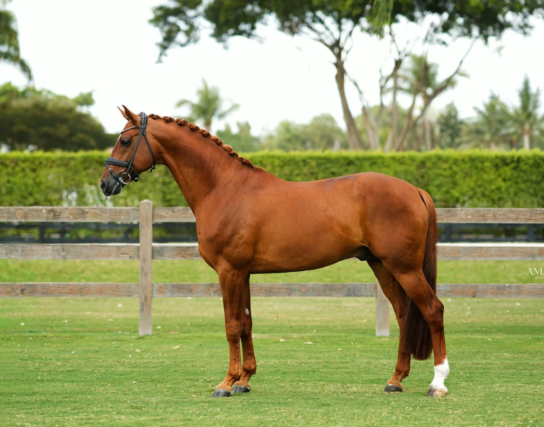 Rosebank confo - Copy.jpg