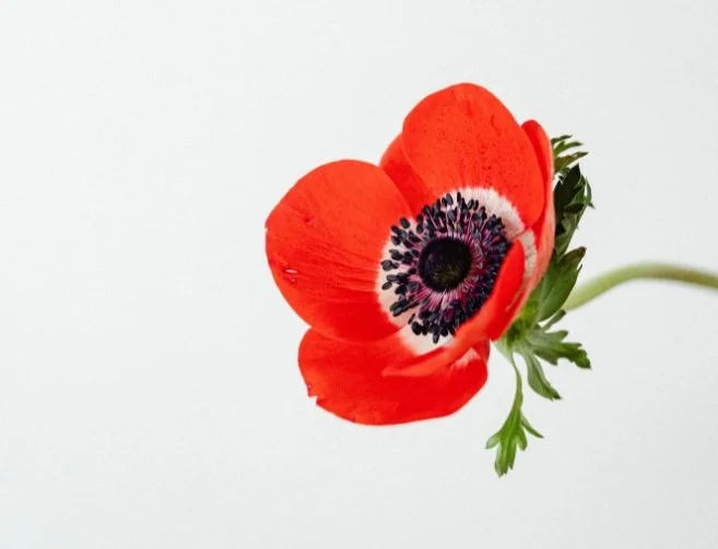 Single Red Anemone Flower