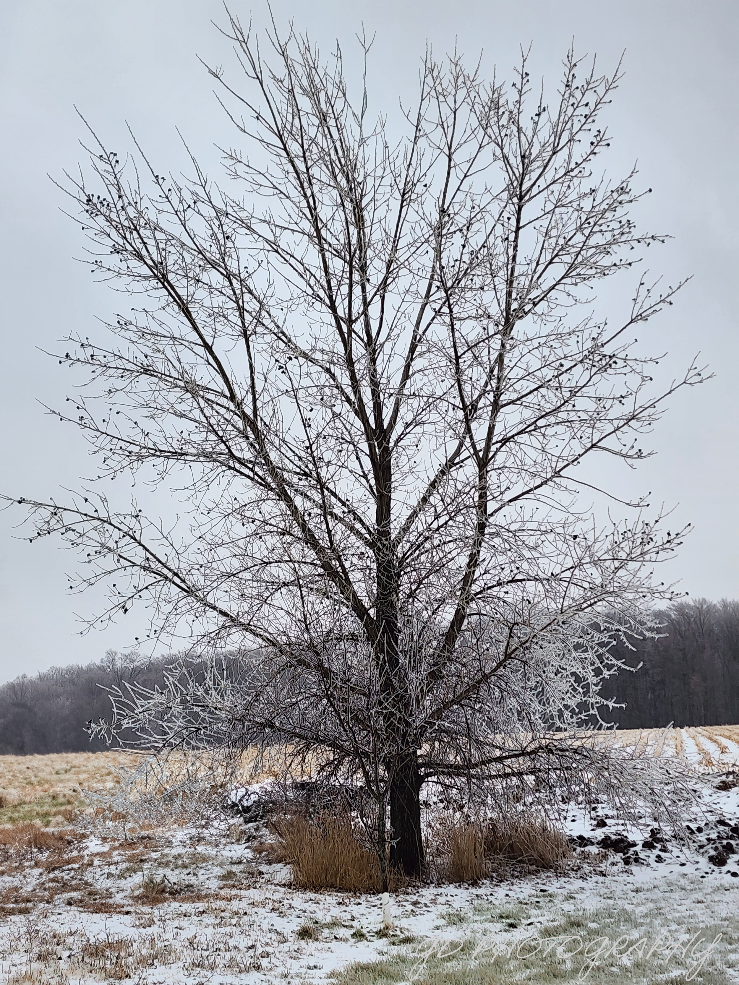 icey tree.png