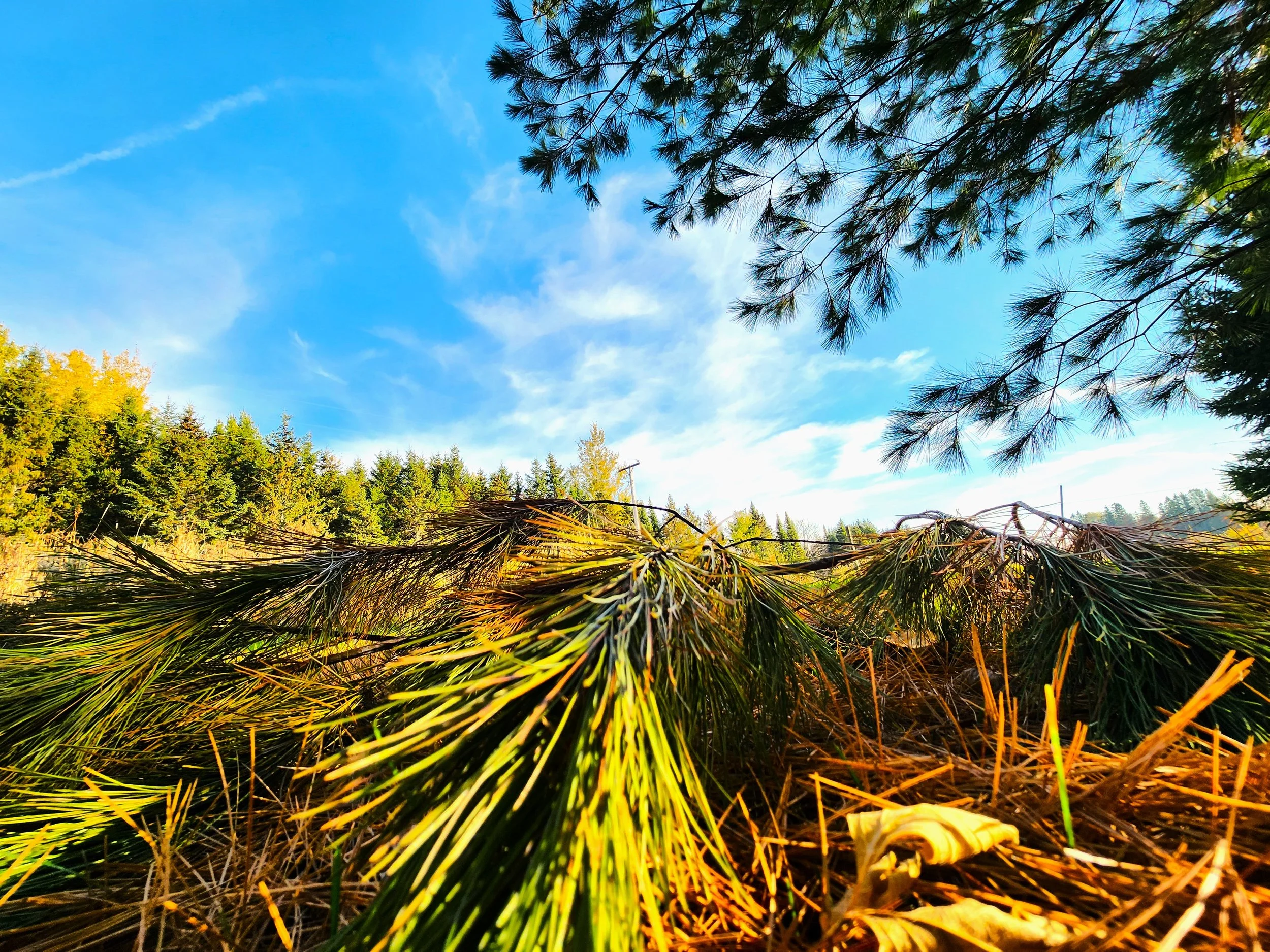pine needles1.jpg