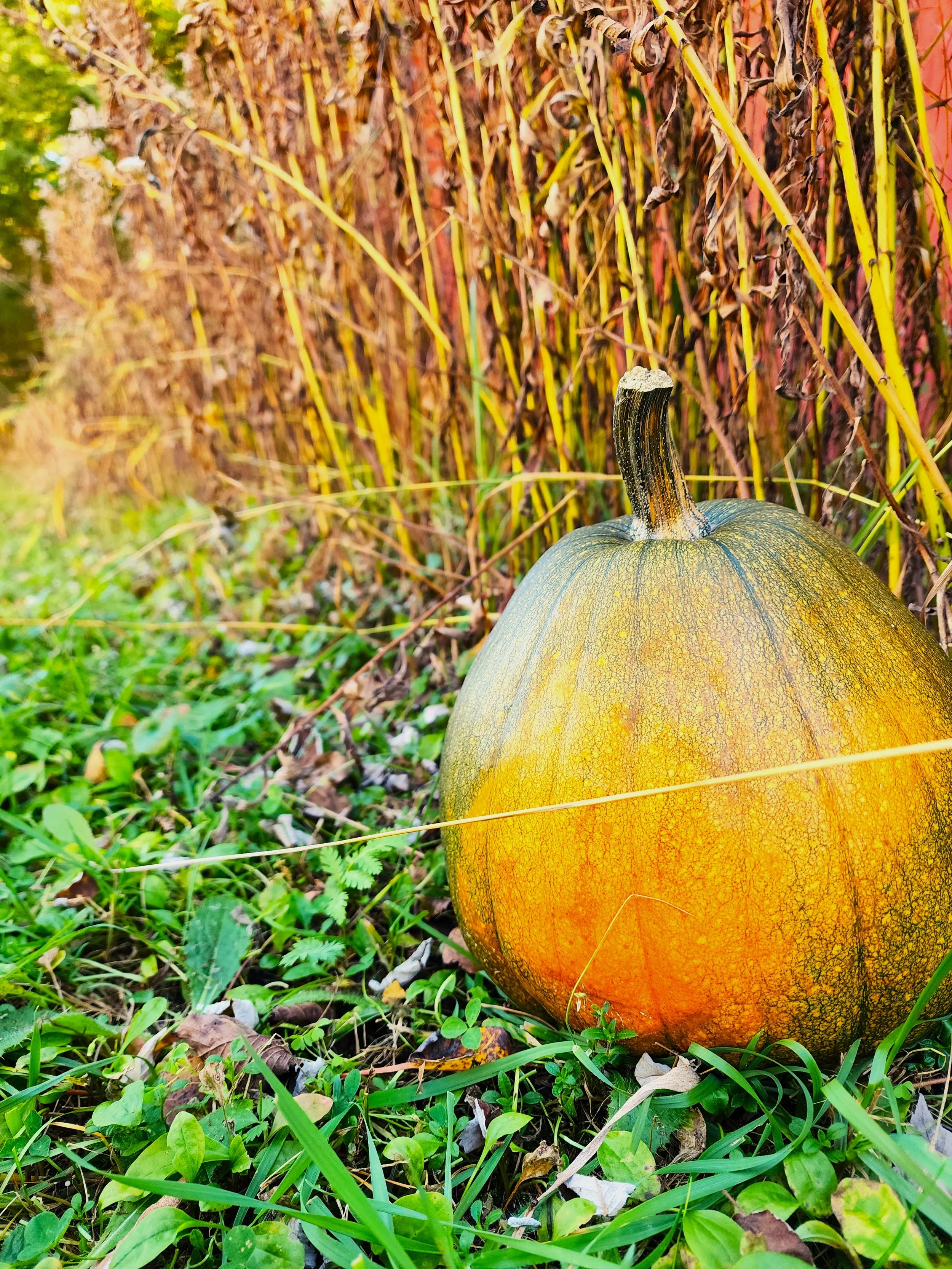 pumpkin1.jpg