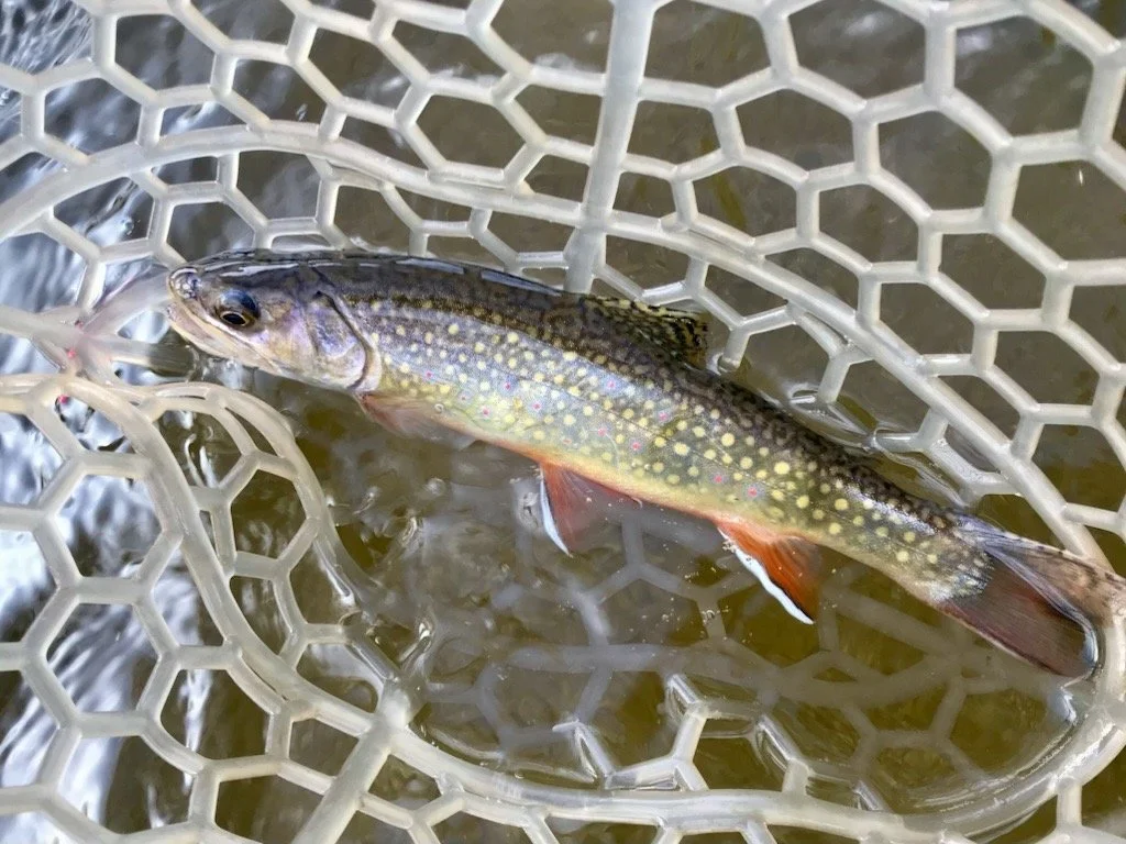 Reviving Valley Life and Habitat for the Greenback Cutthroat