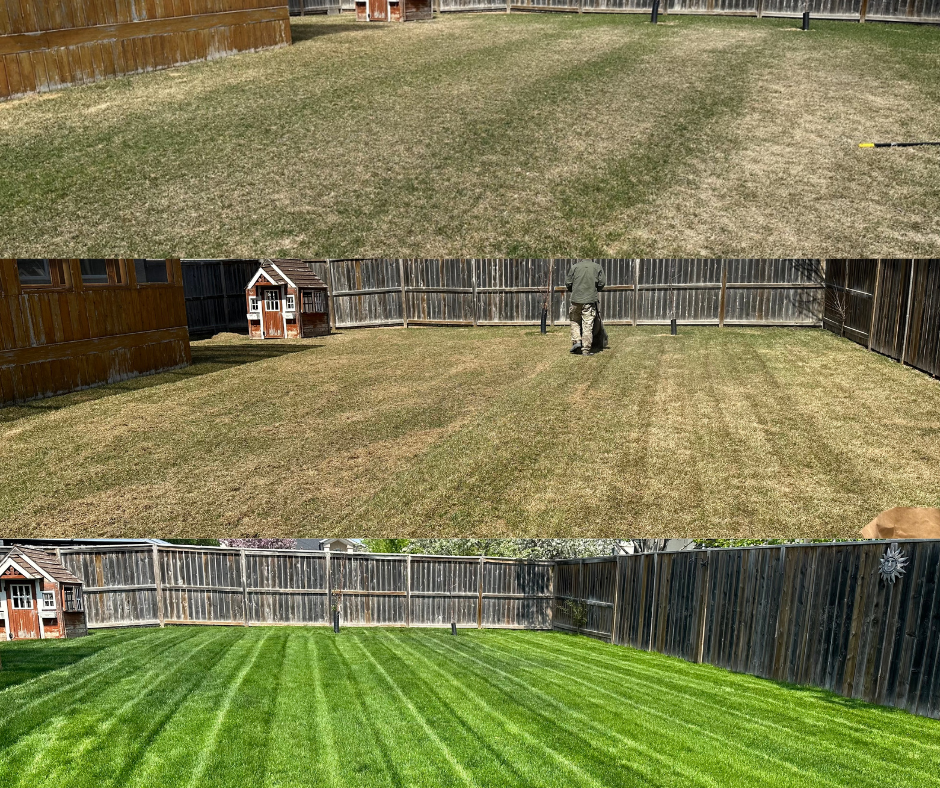 the difference aeration and power raking makes.png