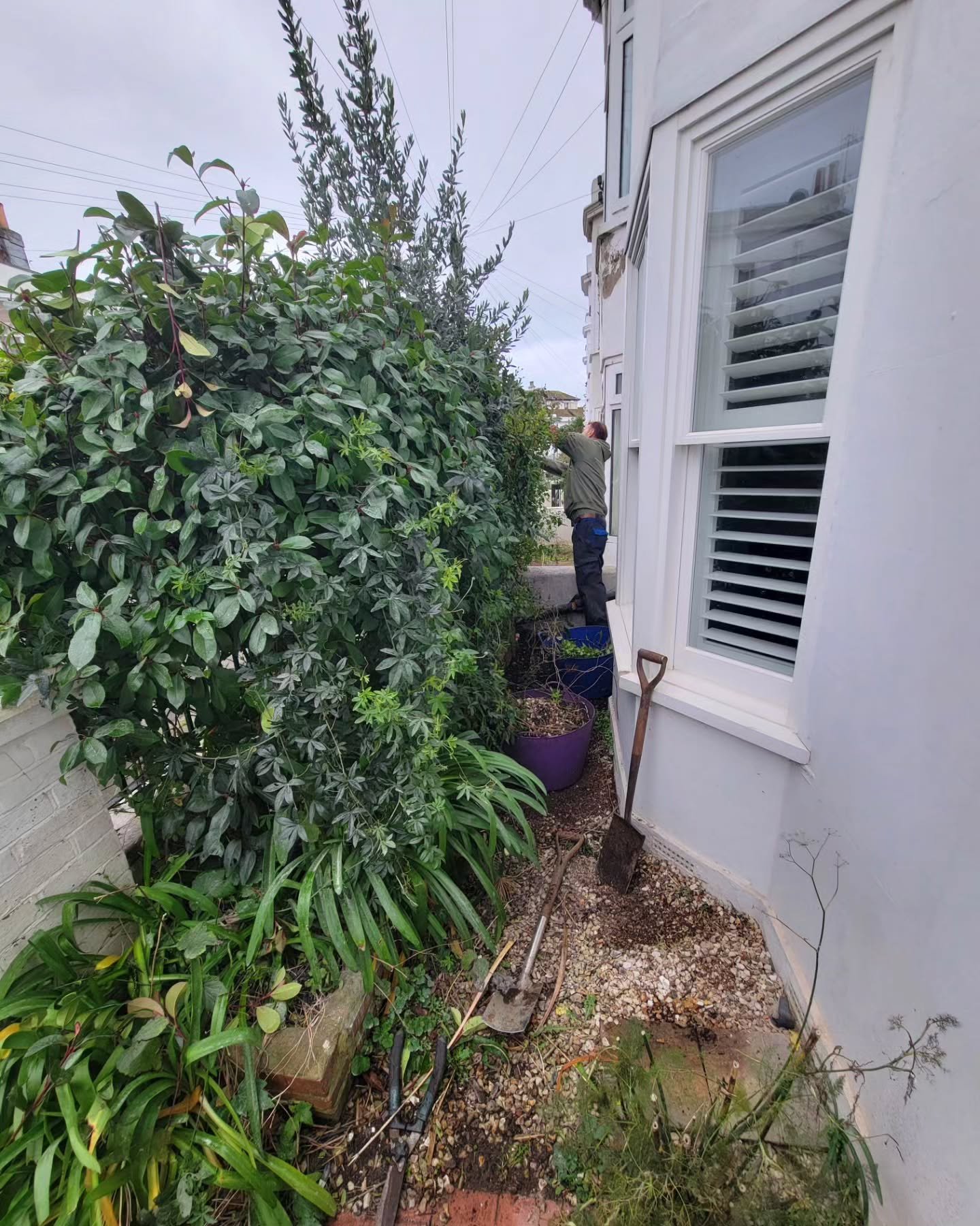 Tiny front garden Christmas tidy up. 🎄