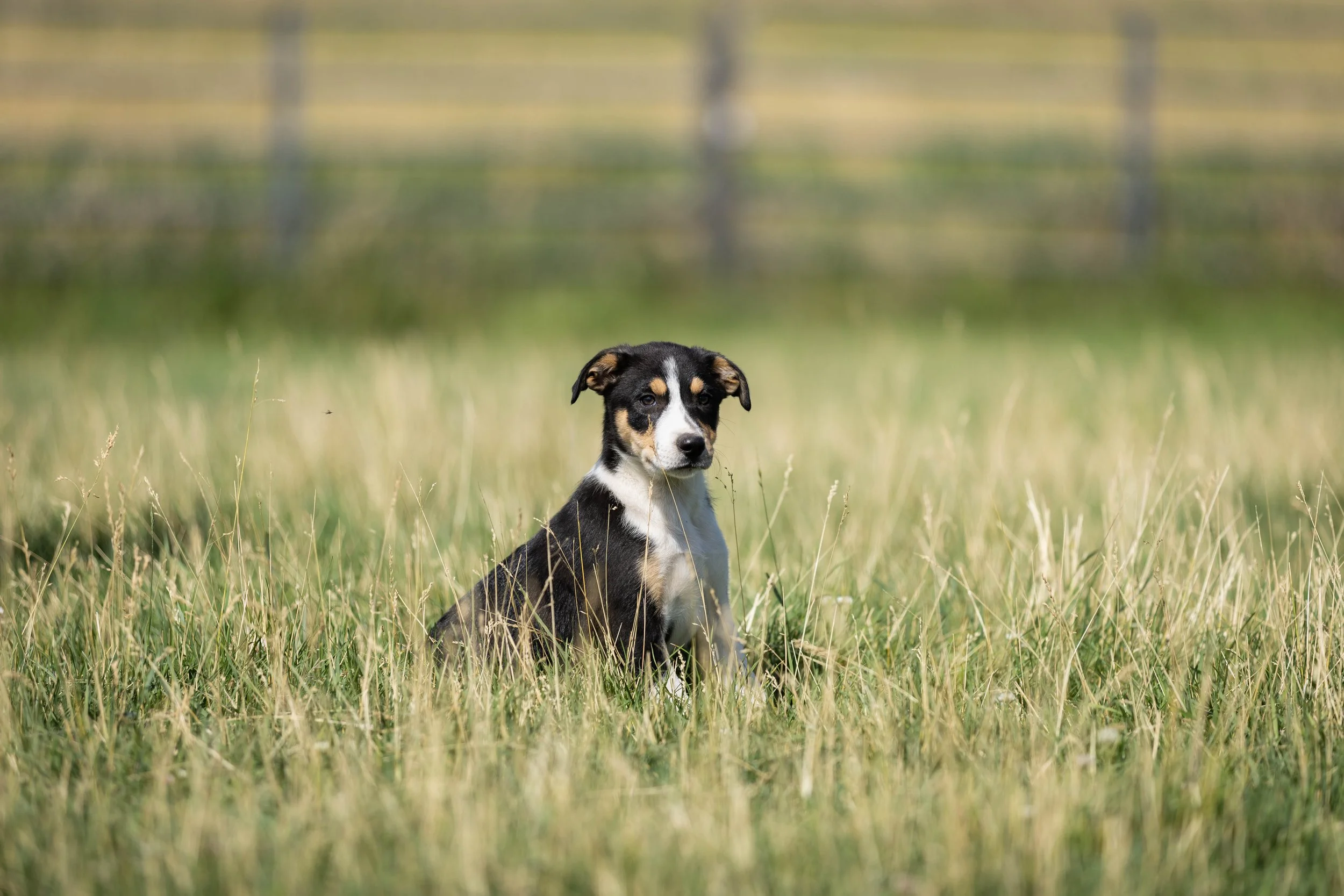 MILLER (SOLD to ALASKA) is a beautifully marked tri-colored short-haired male. He is a bigger pup that is a thinker. Everything he does is done with purpose. He is very confident and well-socialized around the ranch. Just a very happy pup. $2,500