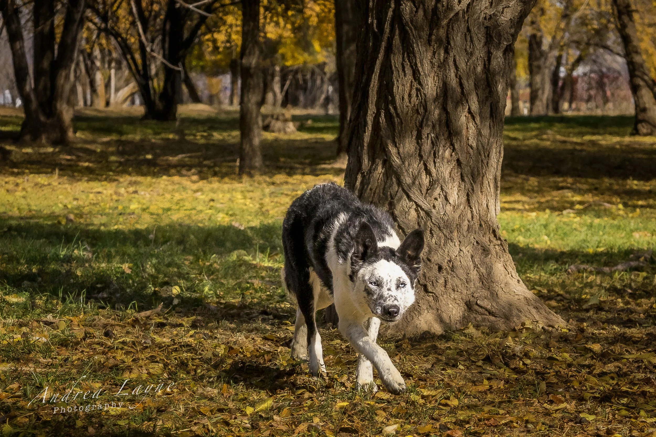 Black and white working border collie