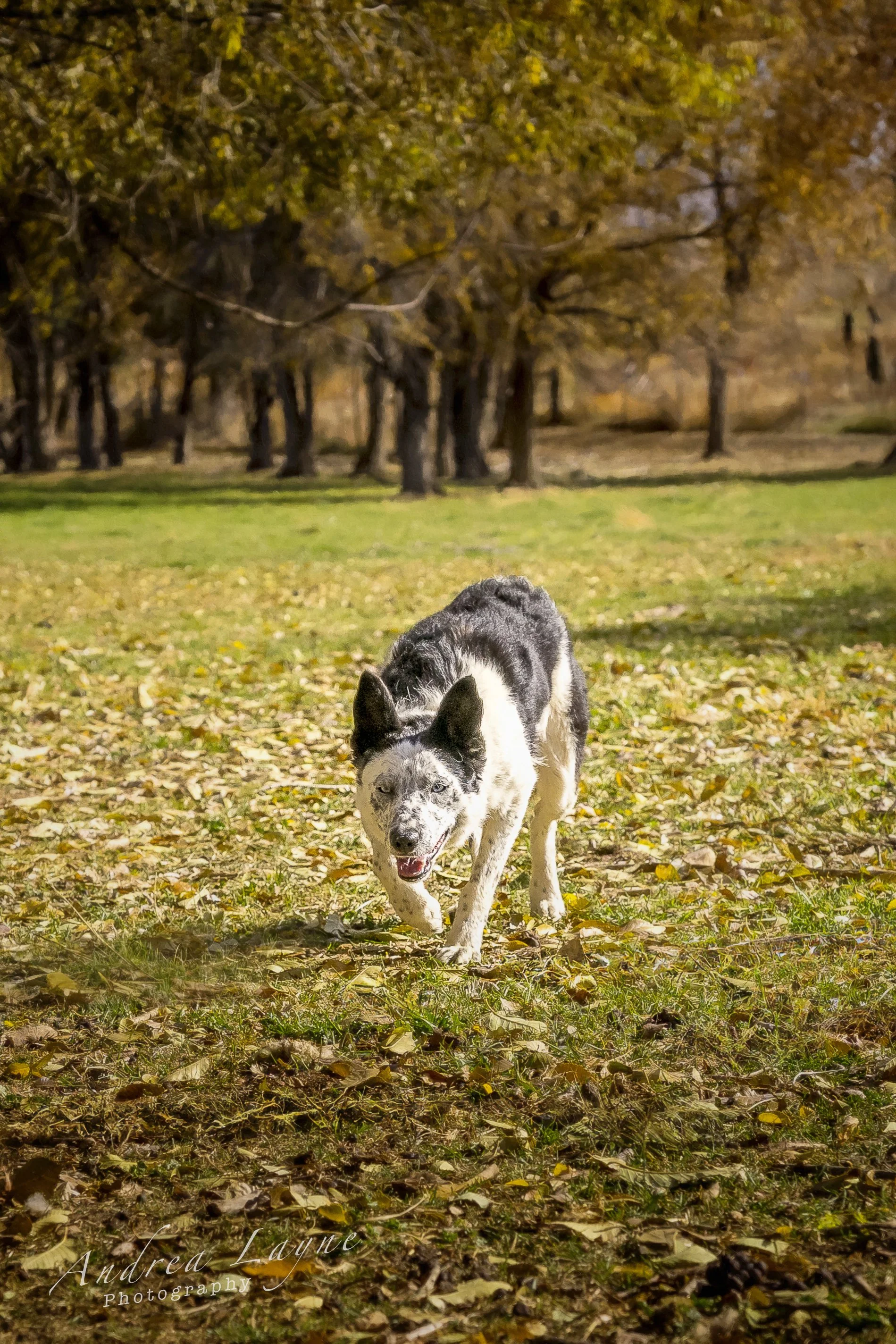 blue-eyed border collie stalking in the grass