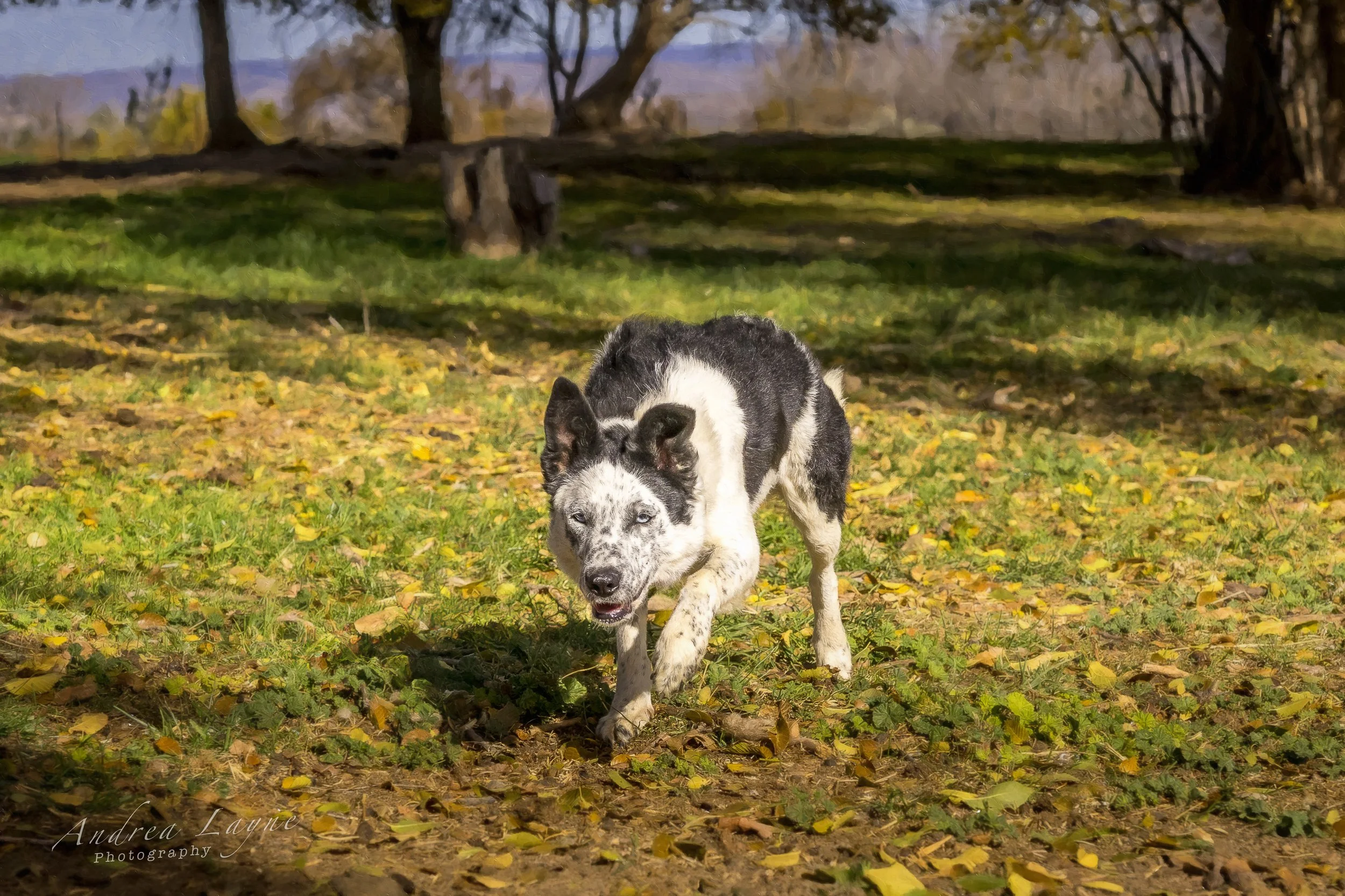 Working border collie