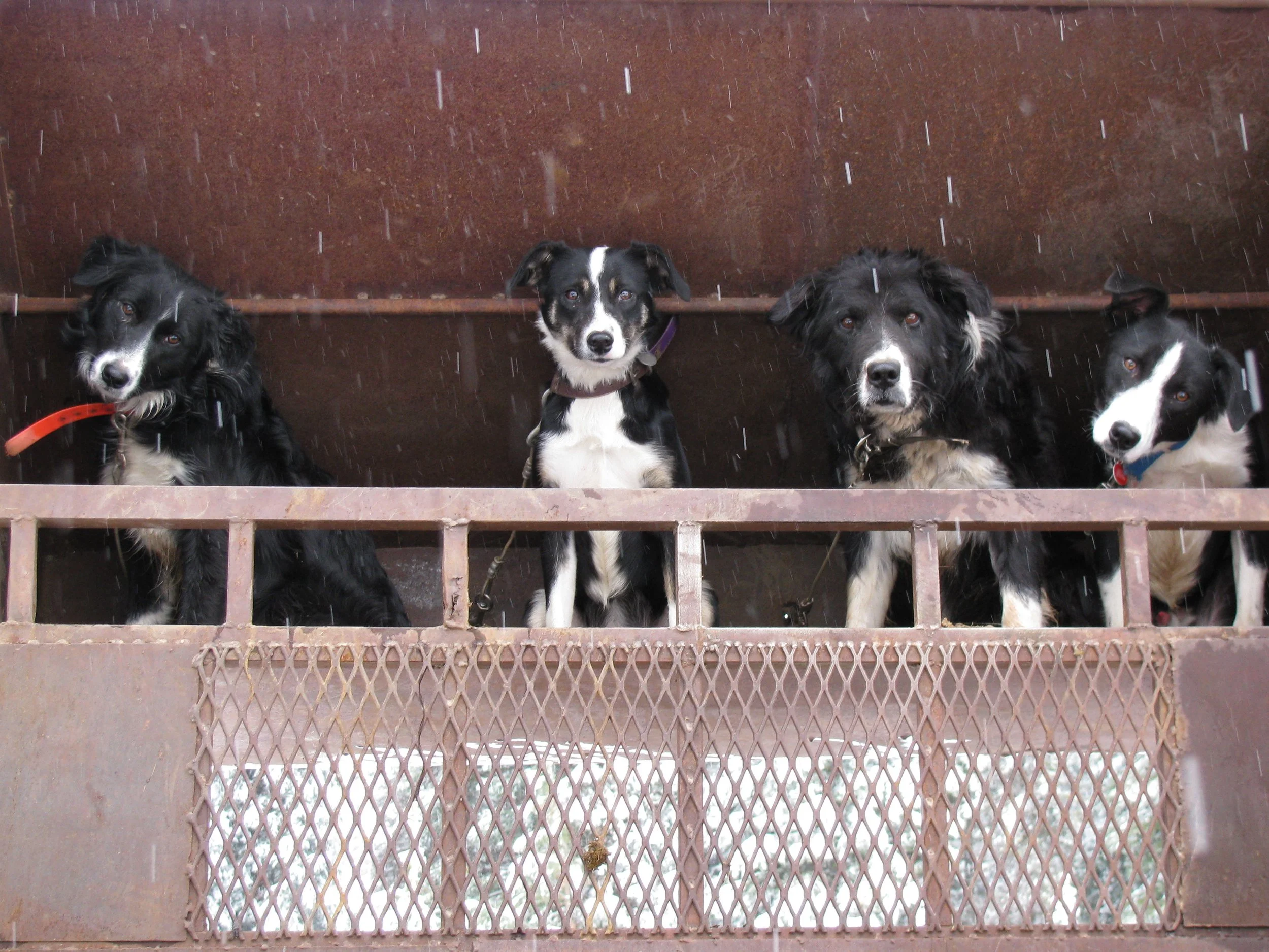 IMG_0017_1 - Copy.JPG