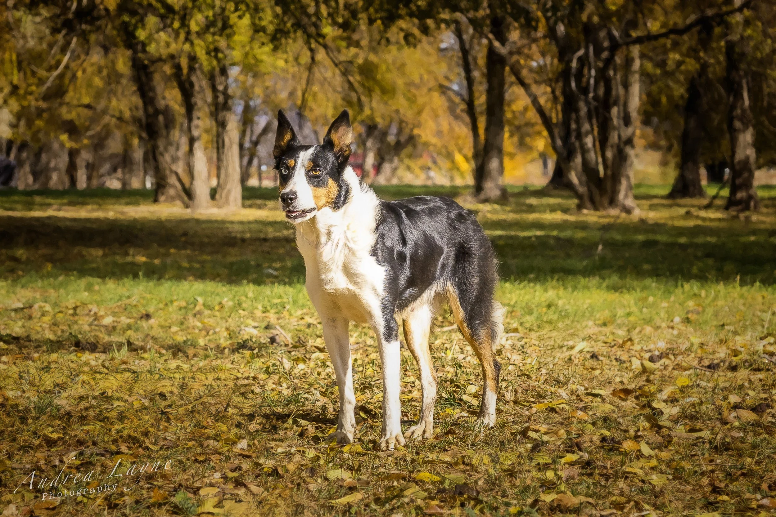 Working dog standing for the camera.