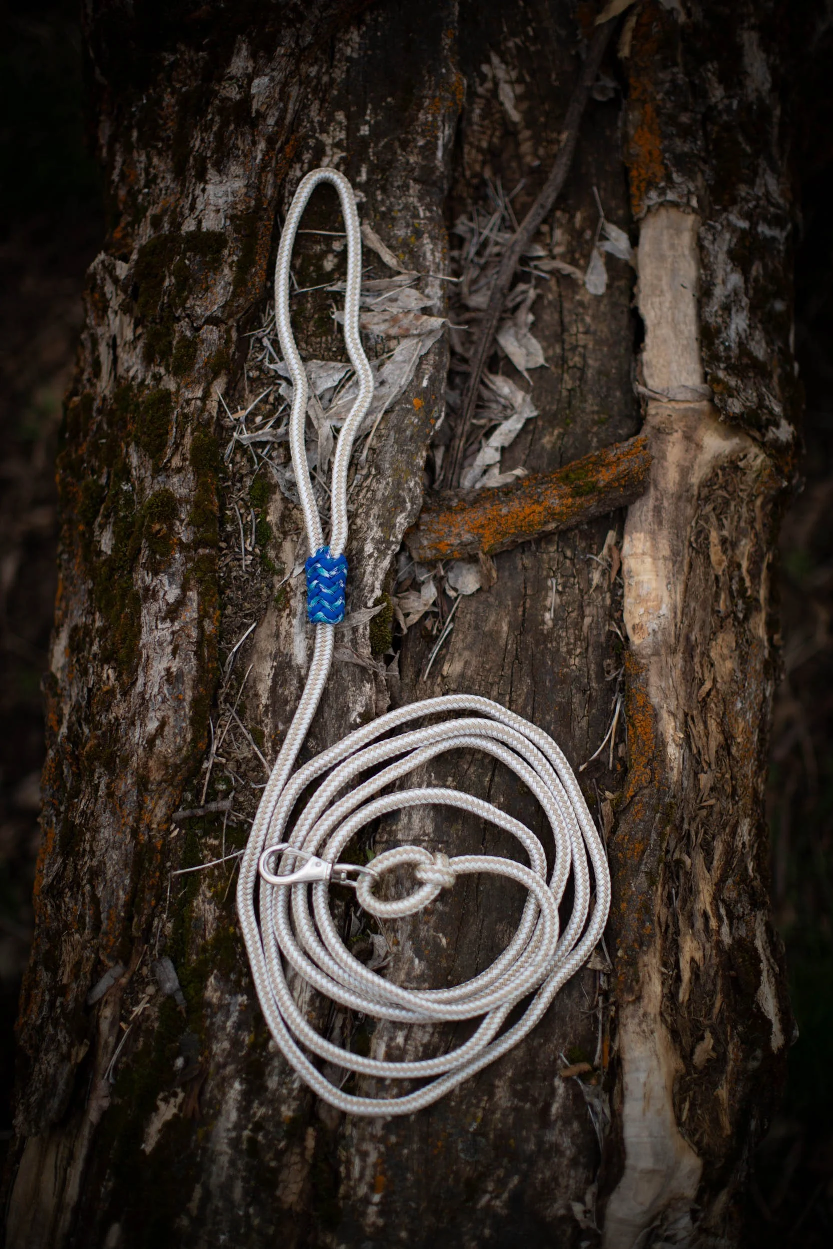 Training Collar Lead