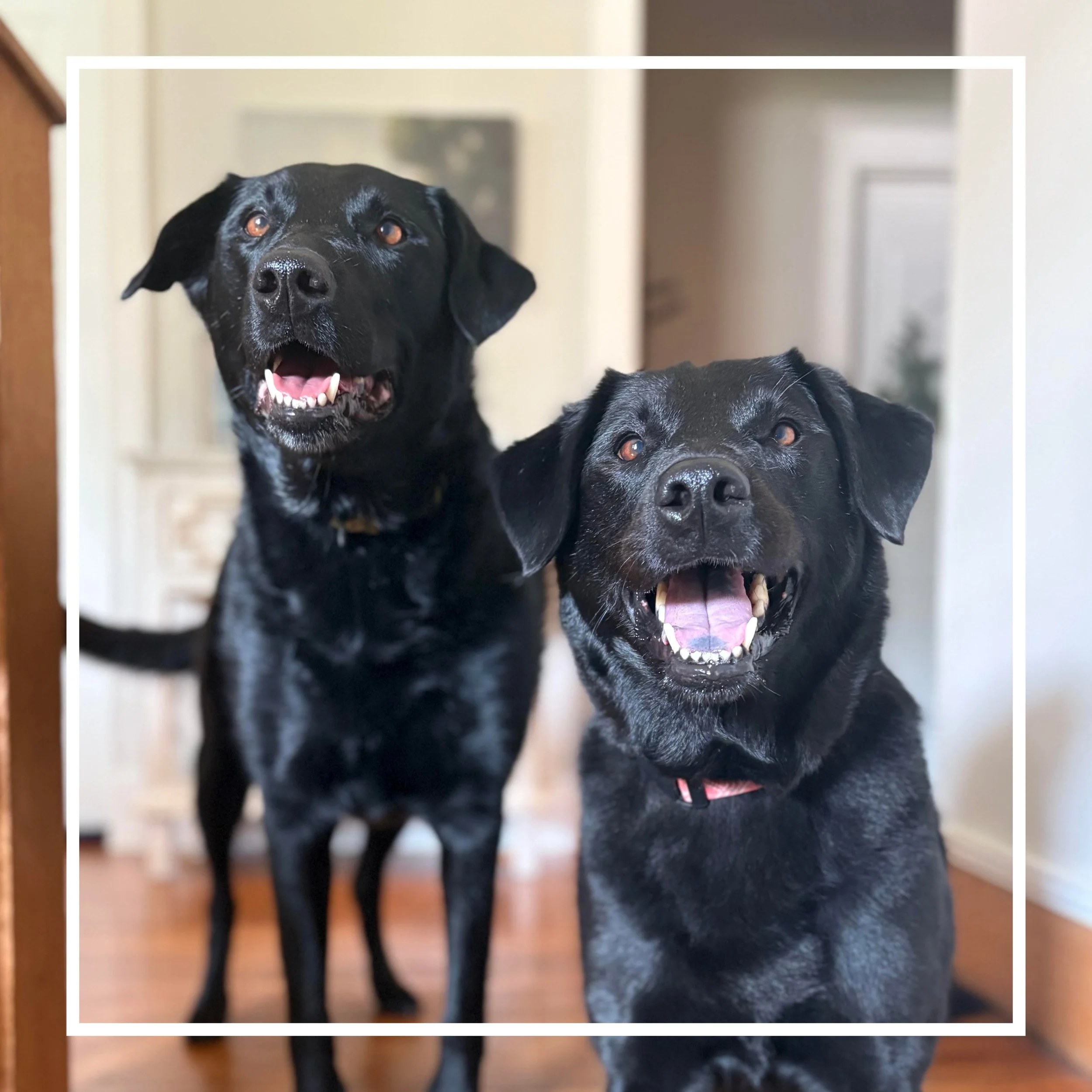 Two black Labrador dogs with open mouths and happy expressions, standing indoors in a home.