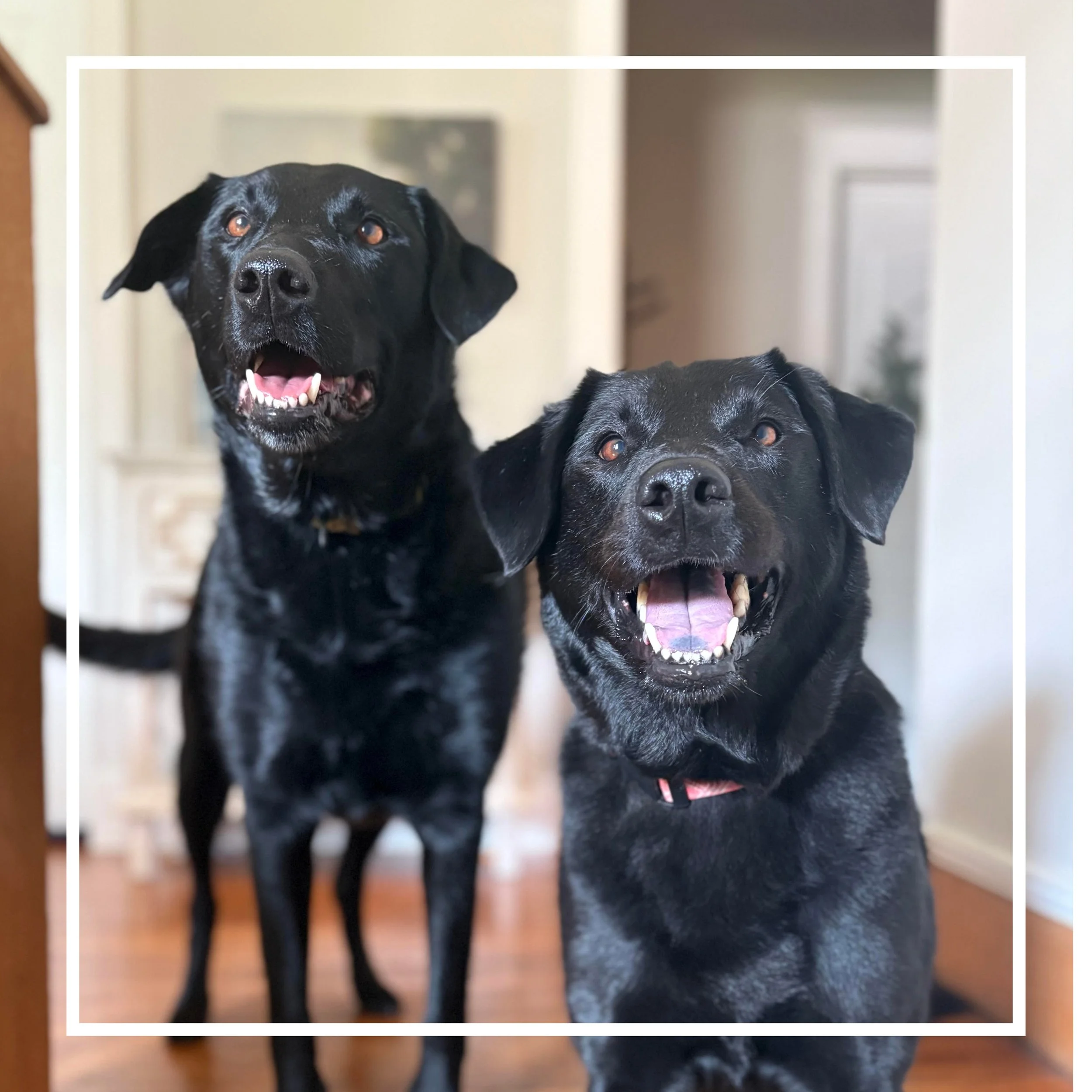 two happy black Labradors standing side by side inside an office building