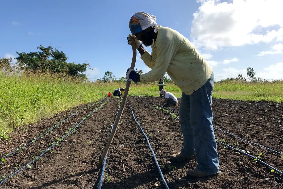 Farmer preparing soil in an agricultural field with drip irrigation lines, while others work in the background.