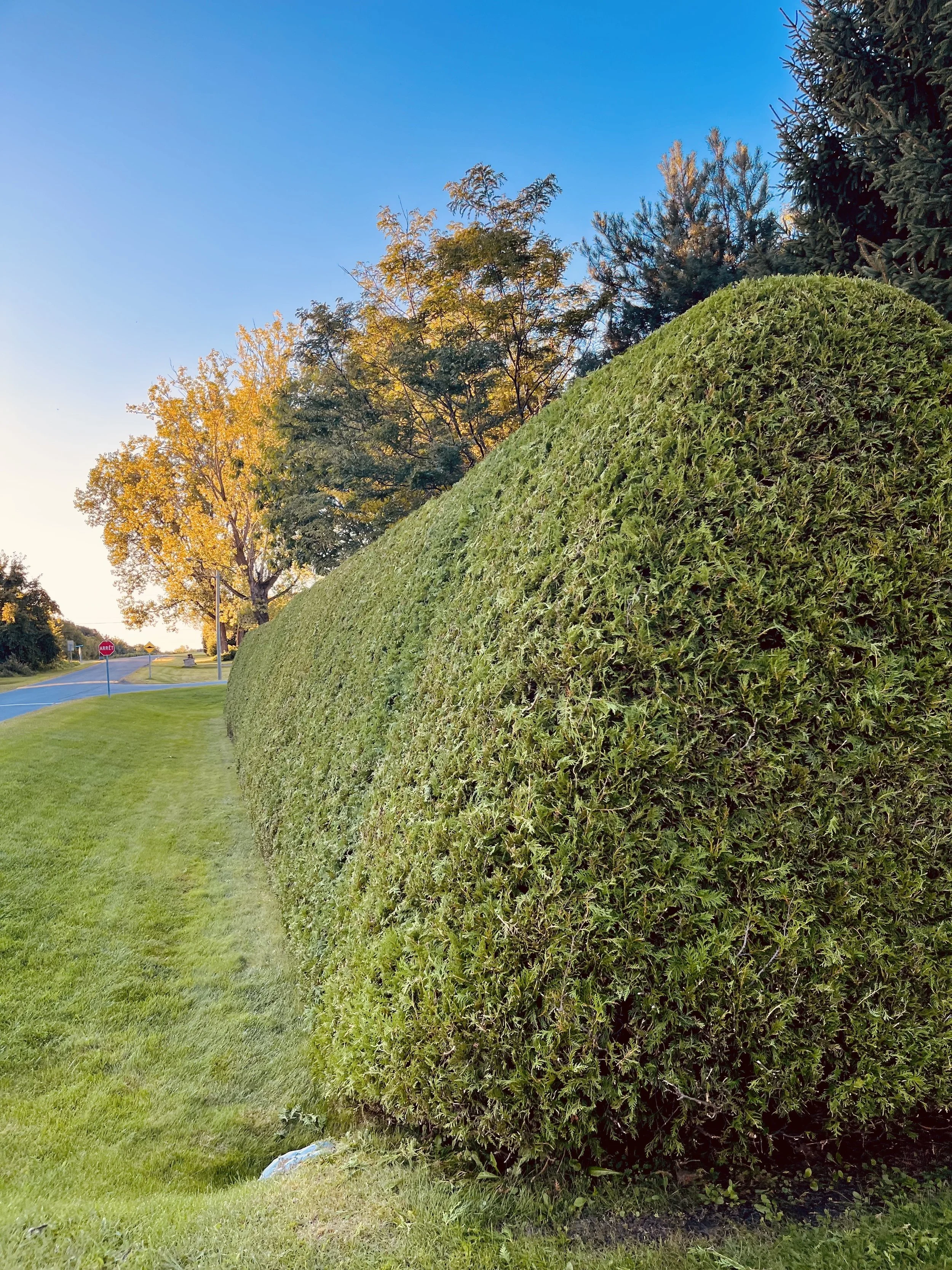 Taille de haie lavaltrie.jpeg