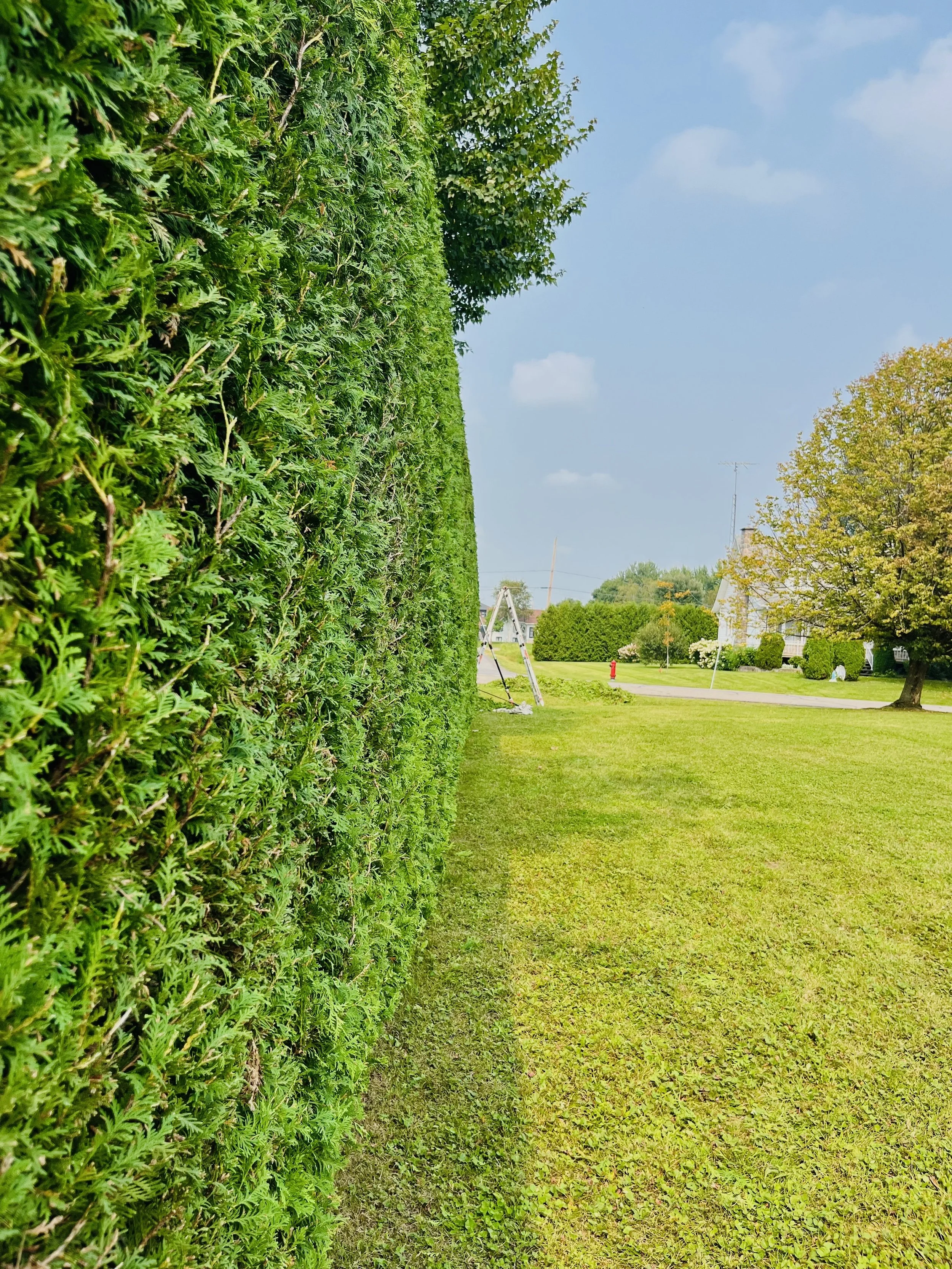 Taille de haie de cèdre rosemere.jpeg