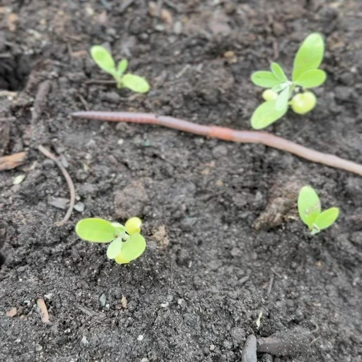 We love finding animals in our soil! 🪱🐛🐸 If the animals love it, we know it&rsquo;s healthy. Healthy soil = healthy flowers.

BUT one of these things is not like the other&rsquo;s&hellip;

We DON&rsquo;T like arriving to the farm to find our fresh