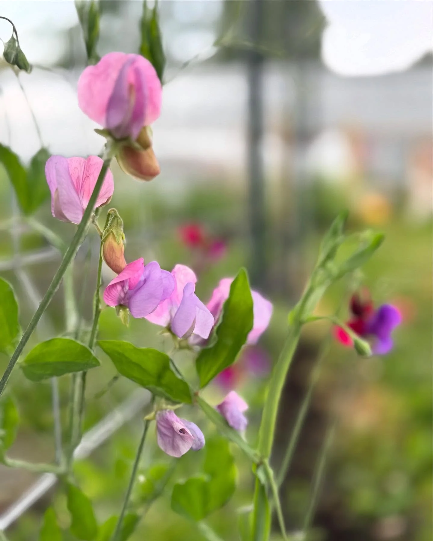 Sweet pea season is here &mdash; inside and out!

Come see us Wednesday at the Verdun Market (in front of the library on Banantyne) to enjoy their intoxicating scent! 3-7pm Wednesday!

&mdash;&mdash;

La saison des pois de senteurs est arriv&eacute;e