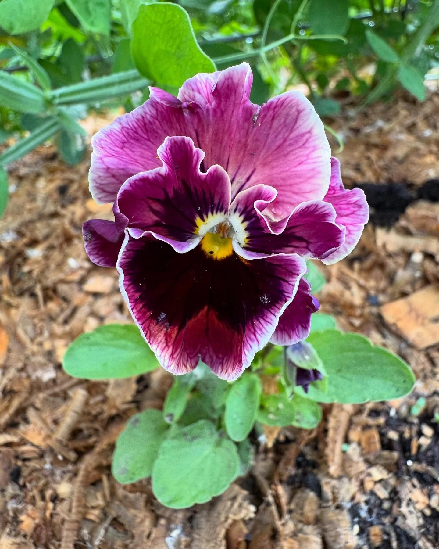 The first pansies are coming up! Stems will get longer as the plant grows and we cut them. Which one is your fav?
