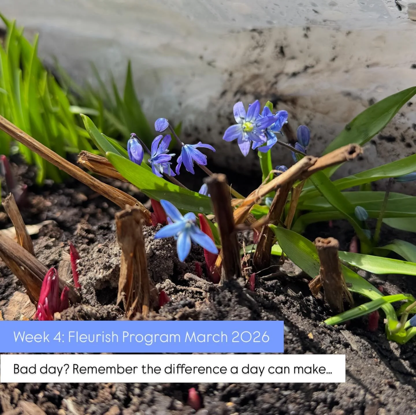 It&rsquo;s been a ride this week at Posy. From freezing temperatures, snow and extra tunnels to plus 5, first  transplants and first blooms!

We start the days of our Fleurish program with an old camp chant &ldquo;whether the weather is good, or whet