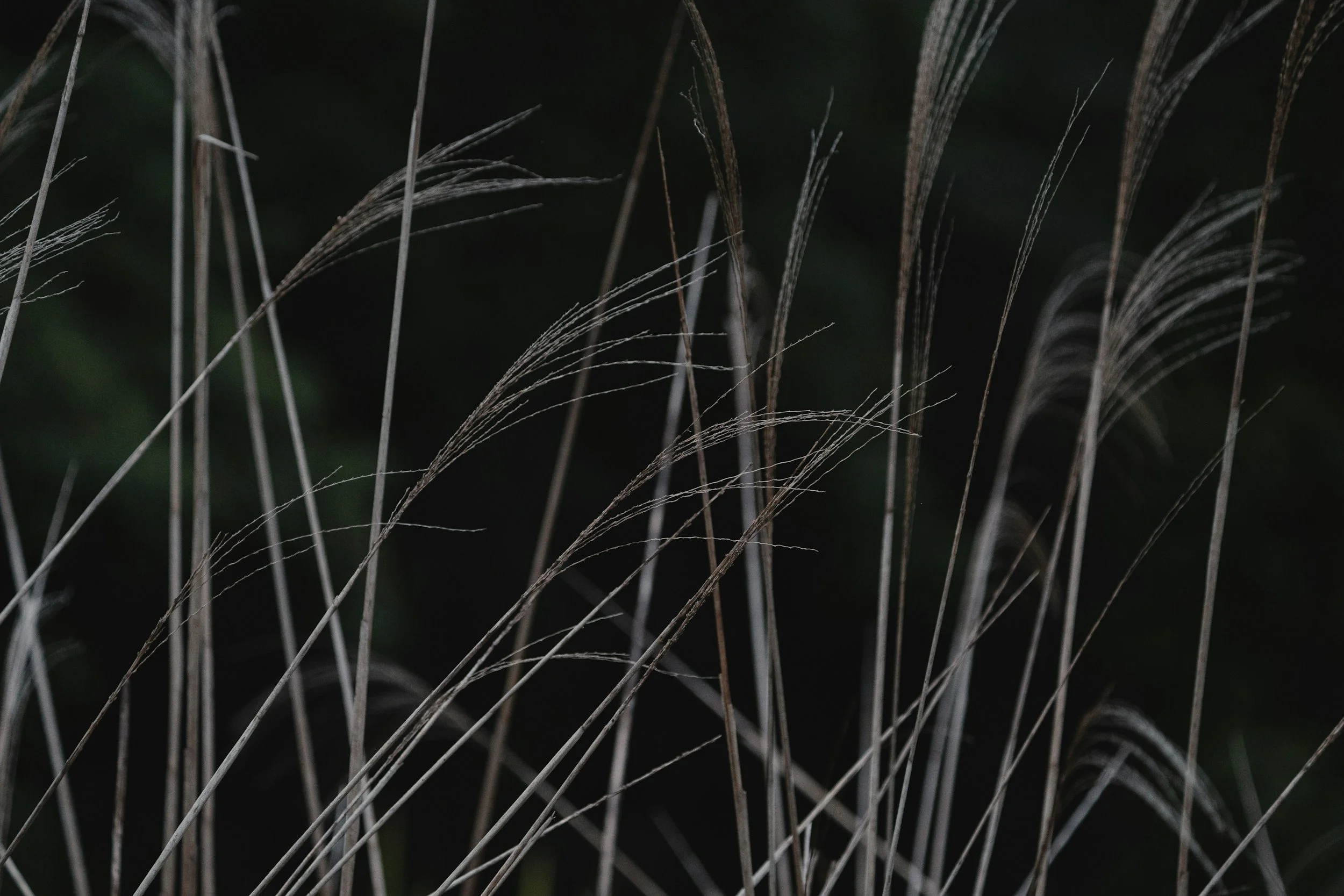 Close-up of tall, dry grass or wildflowers against a dark, blurred background.