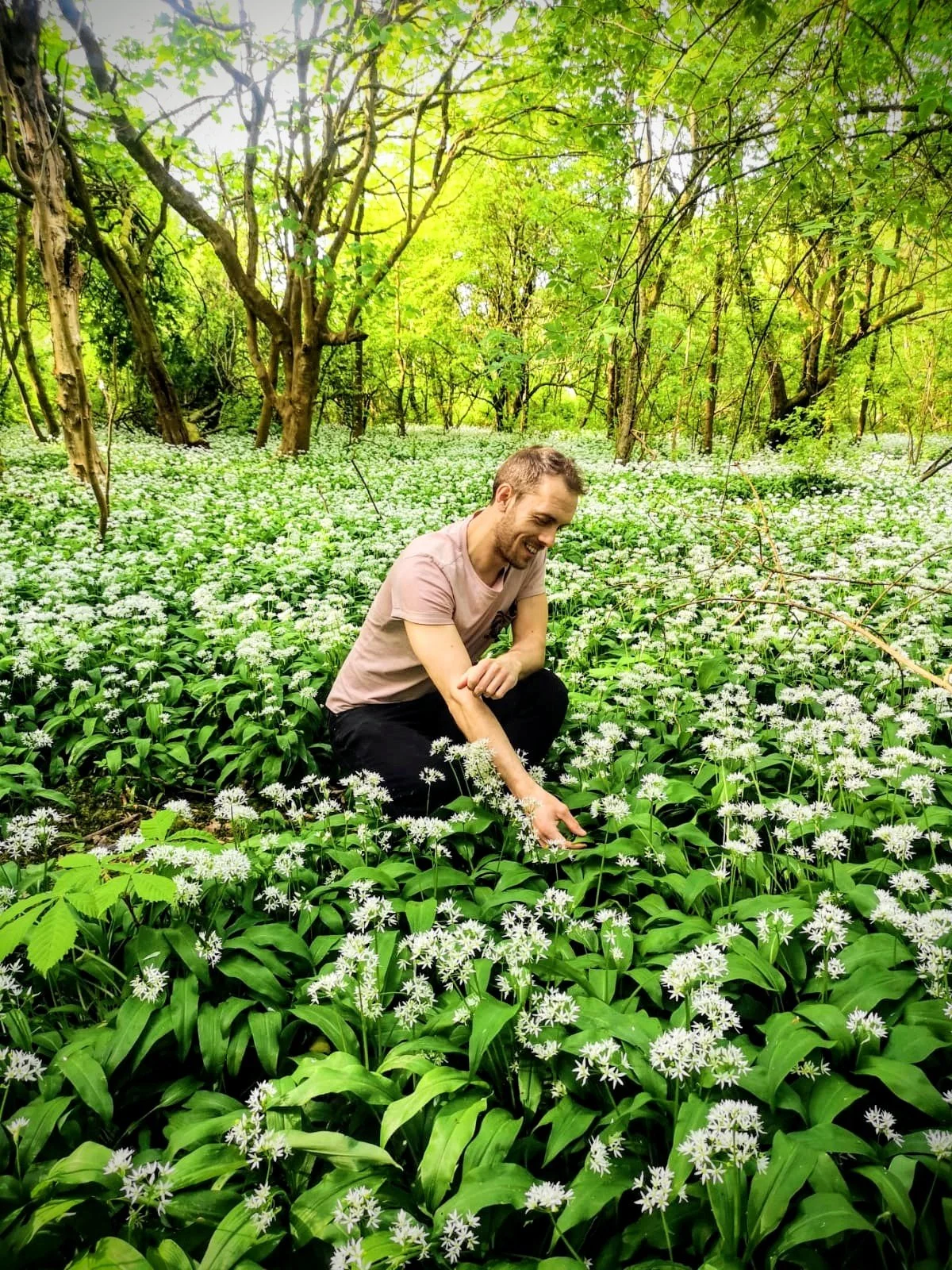 Wild garlic foraging