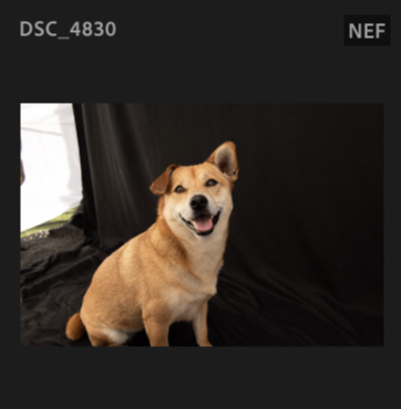 Screenshot 2024-11-02 at 8.41.56 AM.png