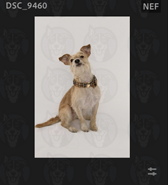 Screenshot 2025-02-01 at 8.46.22 AM.png