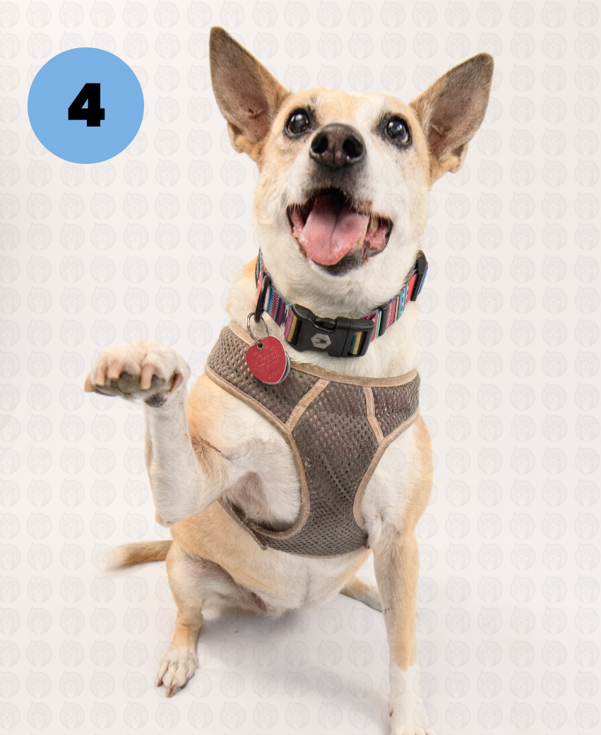 Screenshot 2025-09-30 at 9.14.27 AM copy.png