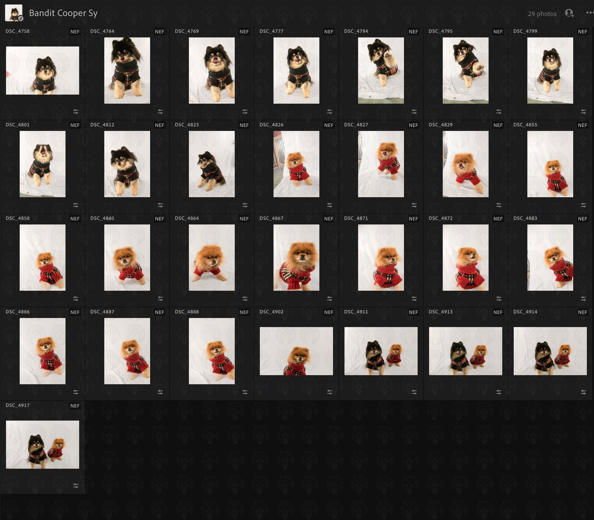 Bandit Cooper Grid.jpg