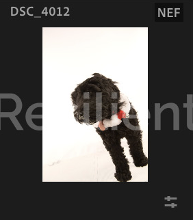Screenshot 2024-12-18 at 8.51.04 AM.png