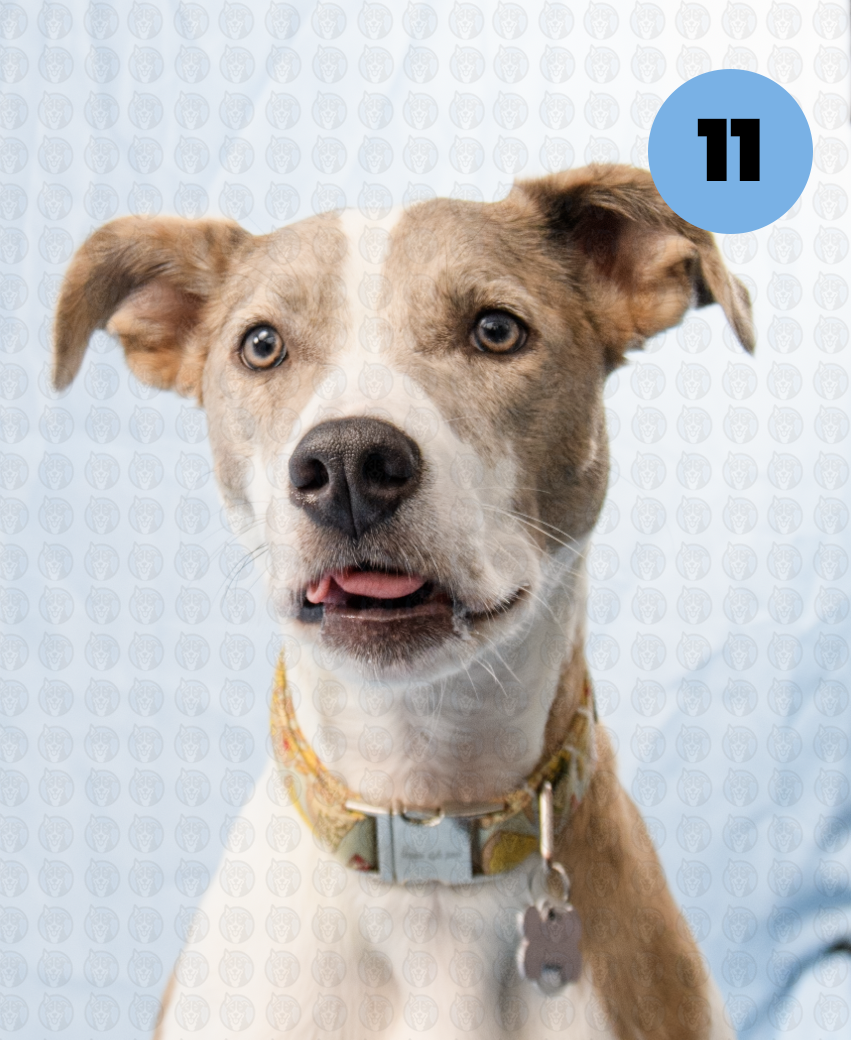 Screenshot 2025-12-16 at 9.46.37 AM copy.png