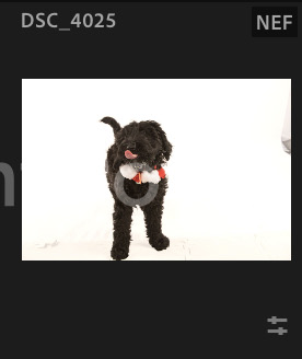 Screenshot 2024-12-18 at 8.51.12 AM.png