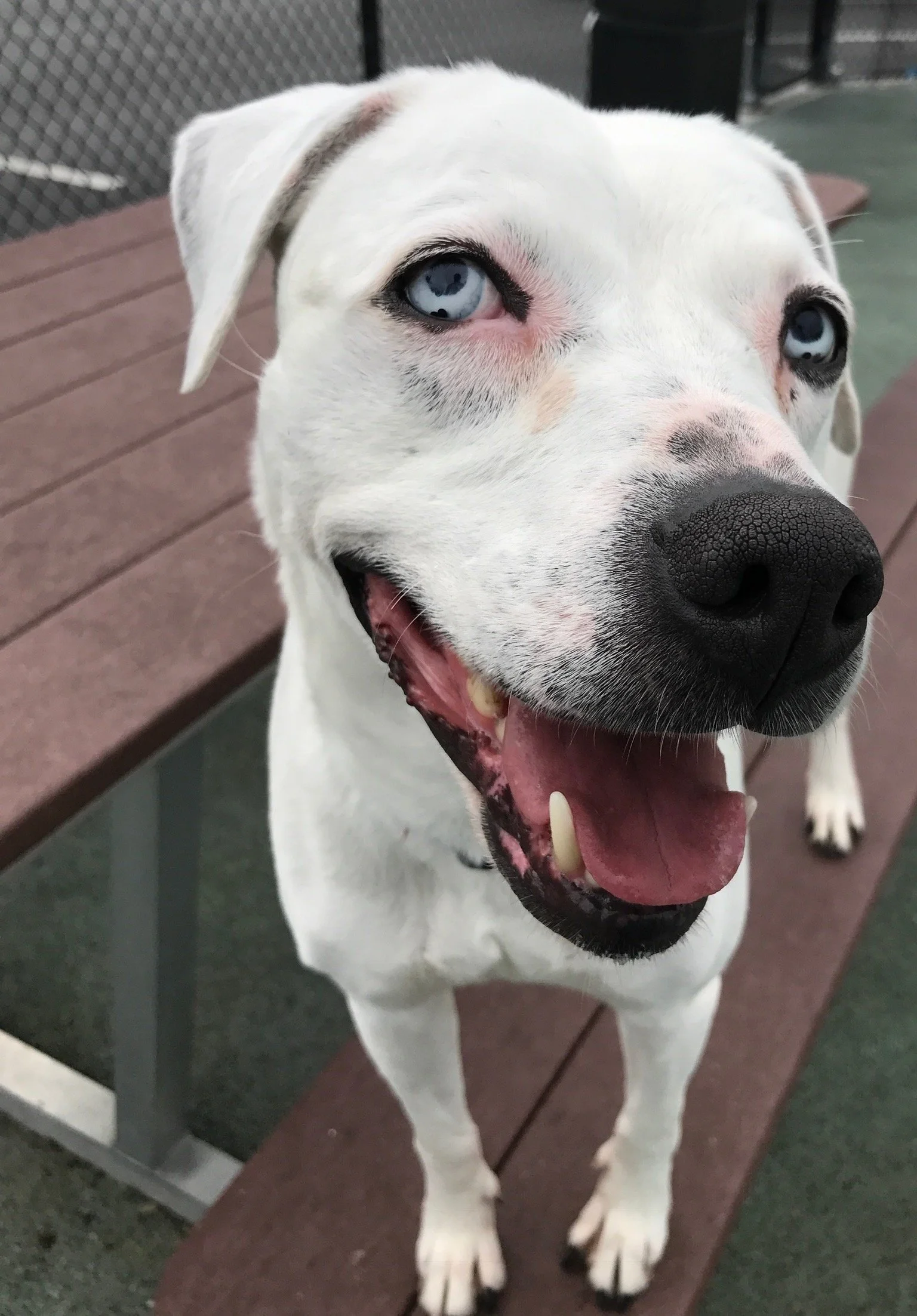 Empowering Shy Dogs: The Essential Power of Empathy