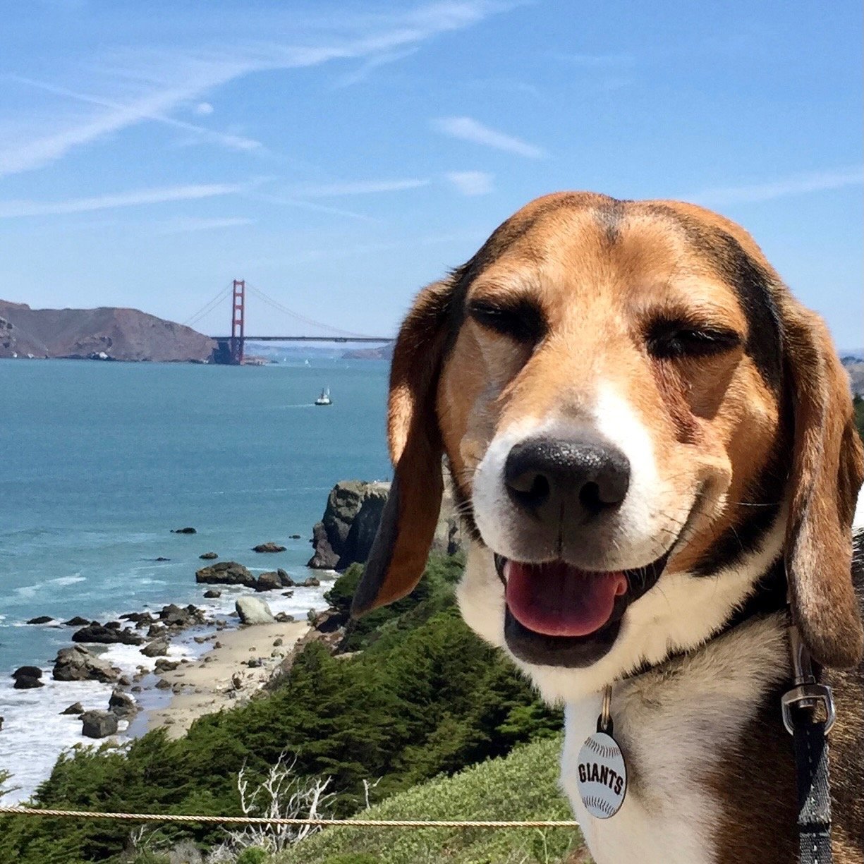 Building Resilience and Trust: How to Navigate the New Dog Journey