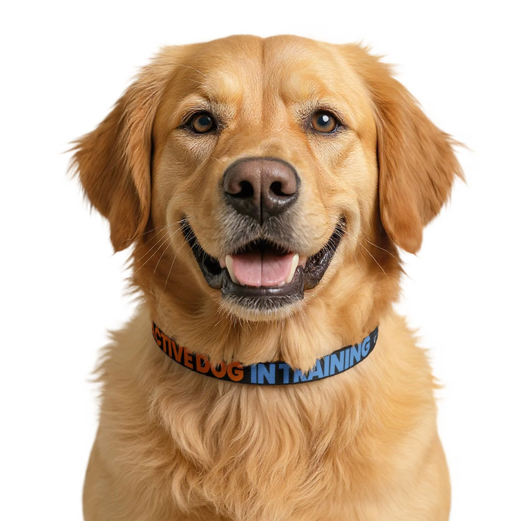 “Reactive Dog In Training” Buckle Collar — High-Visibility Training Collar