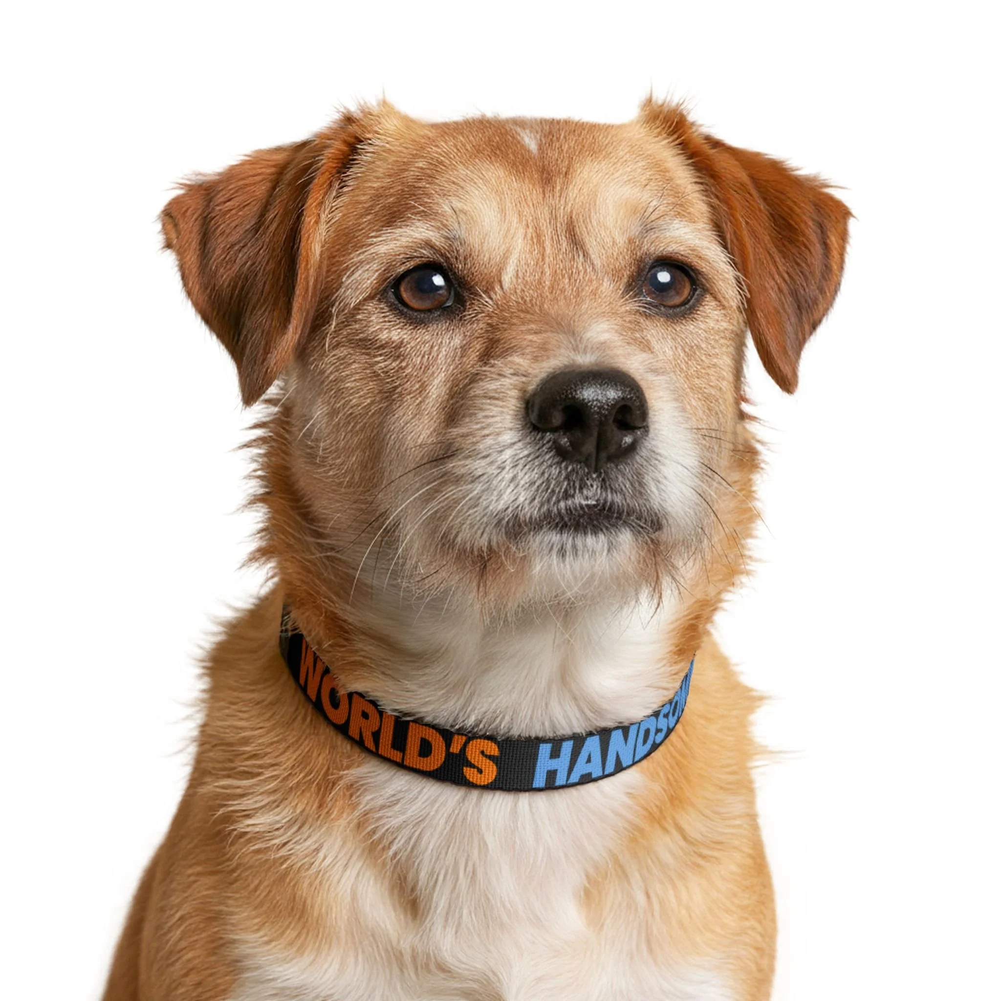 "World’s Handsomest" Adjustable Buckle Collar