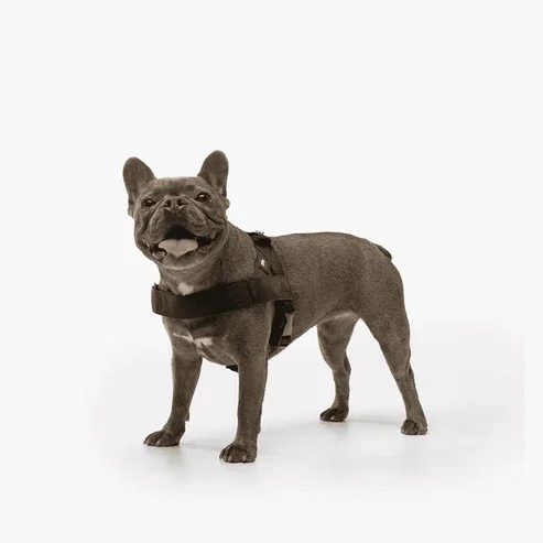 Dog Friendly Co. No-Pull Harness w/ Eye-Catching Side Patches