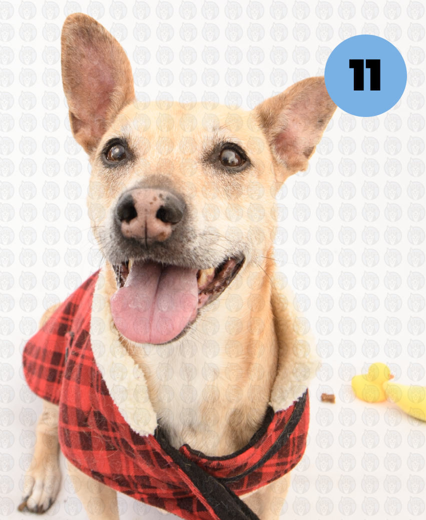 Screenshot 2026-01-12 at 11.45.06 AM copy.png