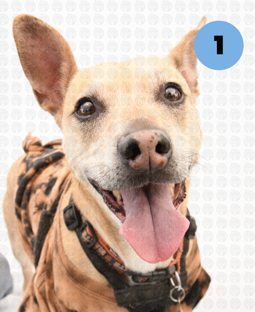 Screenshot 2026-01-12 at 11.44.01 AM copy.png