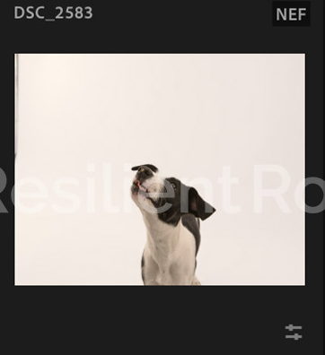 Screenshot 2024-12-18 at 9.33.10 AM.png