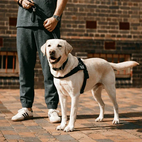 dog friendly co lifestyle 3.webp