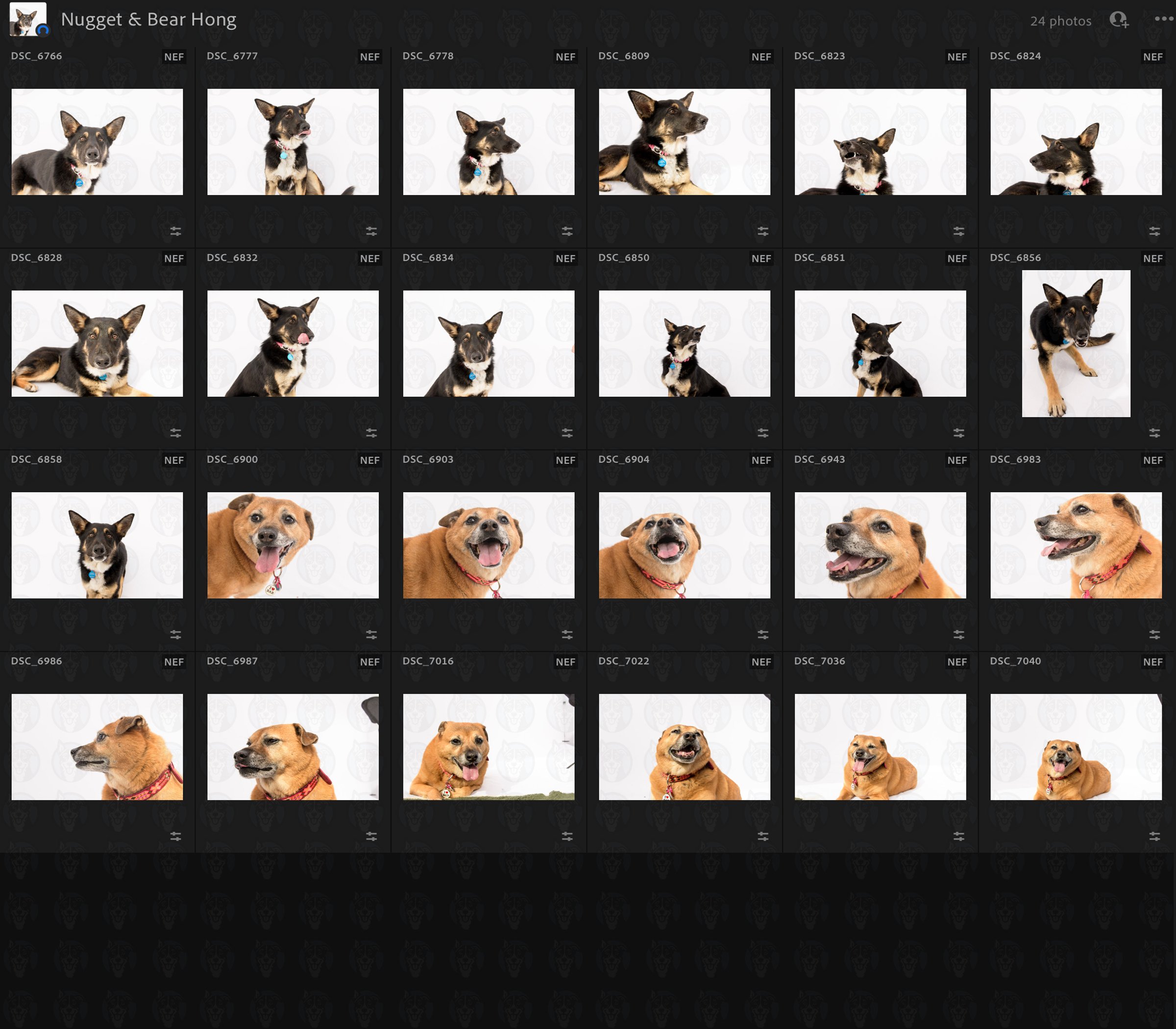 Nugget Bear Grid.jpg