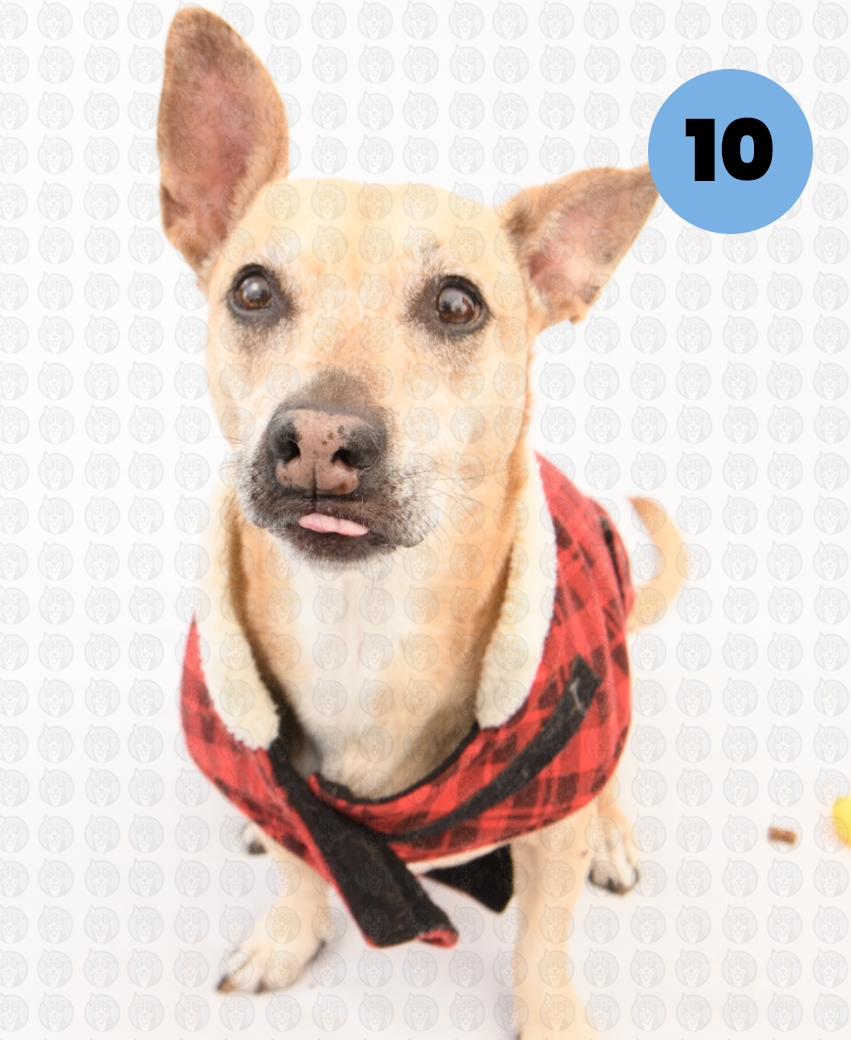 Screenshot 2026-01-12 at 11.44.59 AM copy.png